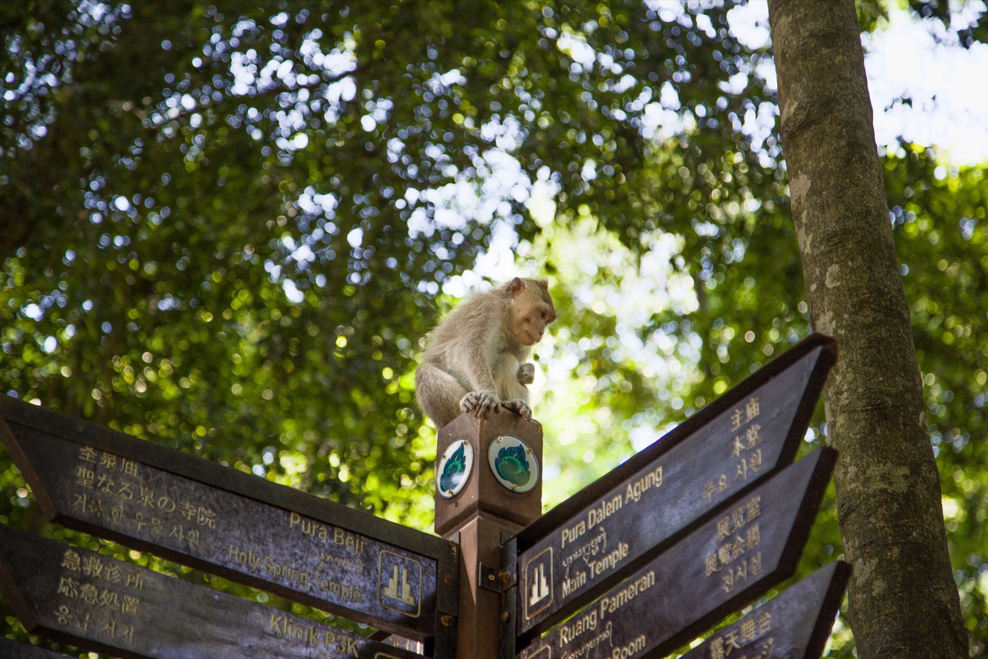 Forêt des singes d'Ubud - macaque sur les panneaux du Sacred Monkey Forest