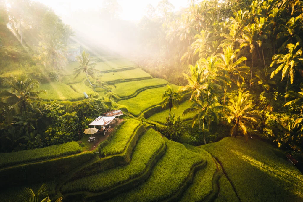 Rizières d'Ubud baignées de lumière dorée - premiers instants à Bali